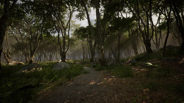 Misty Morning in the Woods with Rays of Light in the Forest