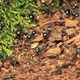 Forest Ants  - VideoHive Item for Sale