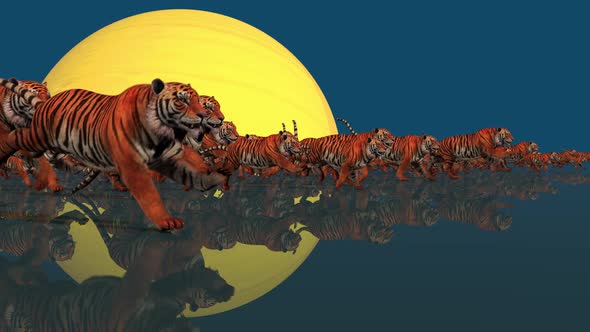 Moon Tigers