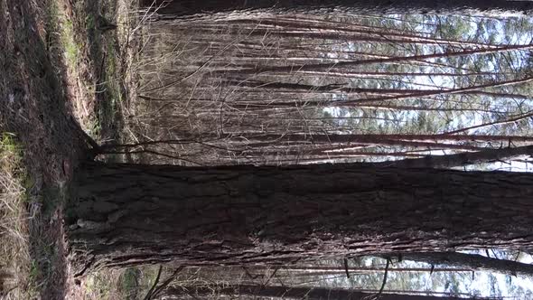 Vertical Video of Beautiful Forest Landscape