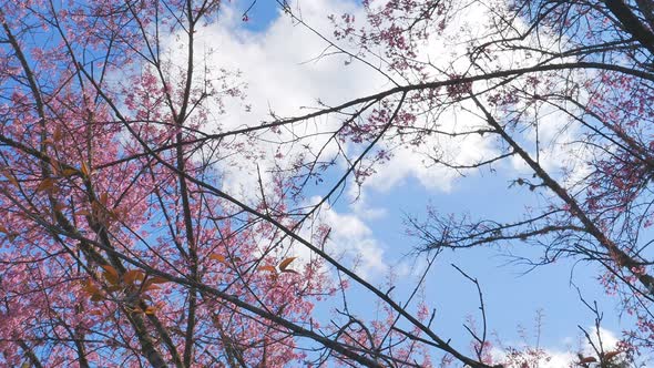 Wild Himalayan Cherry Spring Blossom
