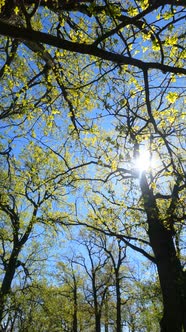 Vertical Video of the Forest in the Spring