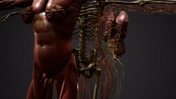 Animated 3D Human Anatomy Illustration alt