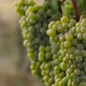 Fresh Grape on the Vineyard - VideoHive Item for Sale