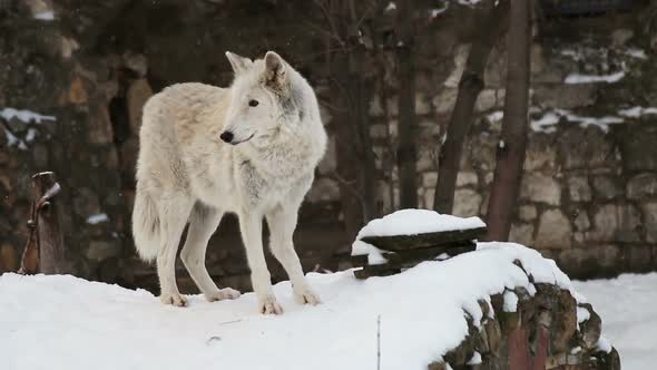 Lioness Walks in the Snow and Carefully Looks Around