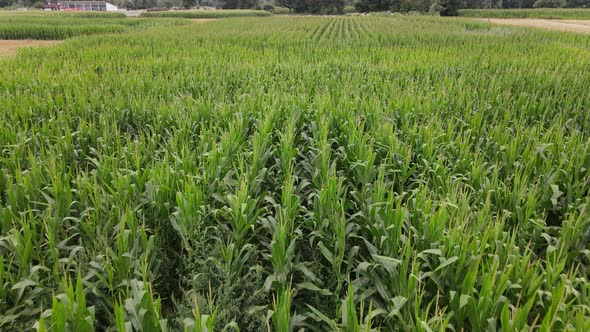 Green Corn Field