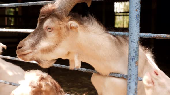 Closeup of Black Goats on a Farm Behind a Fence