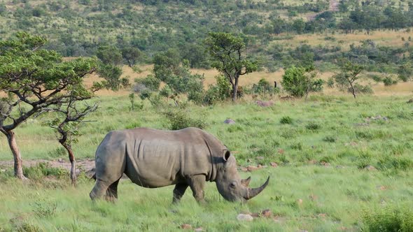 White Rhinoceros In Natural Habitat