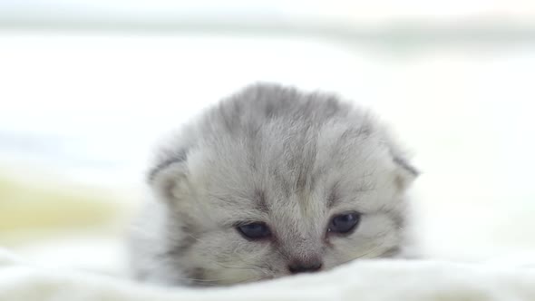 Close Up Cute Persian Kitten Lying On White Bed Slow Motion