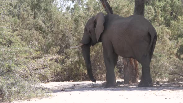 Elephant throwing dust on his body 