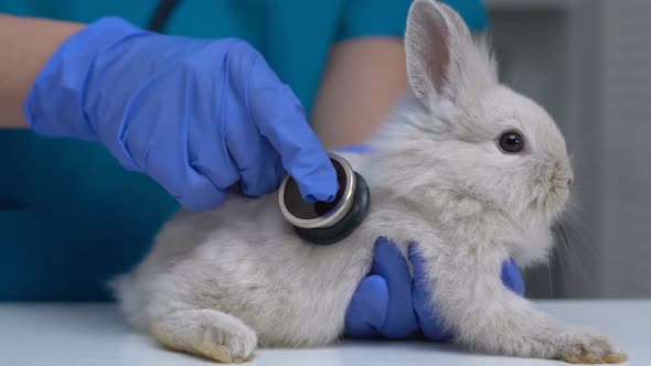 Vet Checking Rabbit Health With Stethoscope, Complete Pet Physical Examination