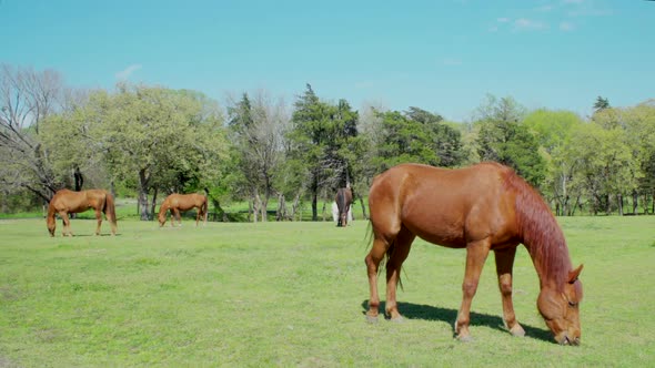 This is a shot of four horses and a white donkey eating grass at a Ranch.