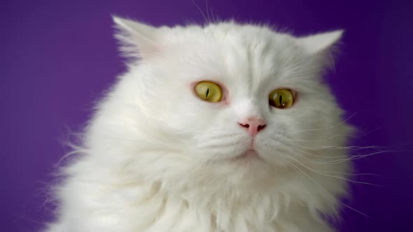 Portrait of White Furry Cat. Studio Colorful Light Footage. Luxurious Domestic Kitty Poses on Purple