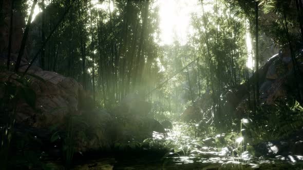 Lush Green Leaves of Bamboo Near the Shore of a Pond with Stones. alt