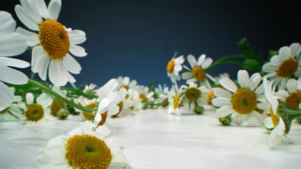 Chamomile Flowers On White Surface