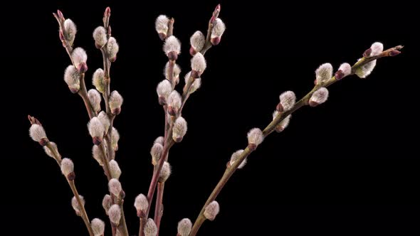 Time Lapse Blooming Willow Flowers