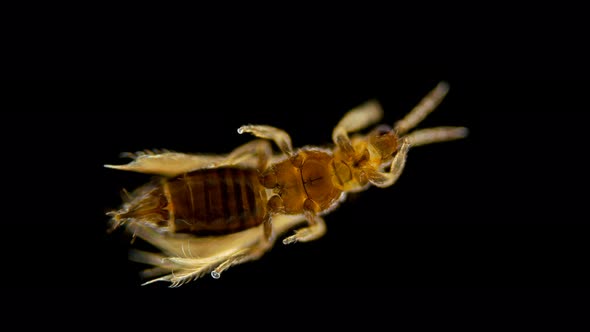 Insect Thysanoptera Under a Microscope, in Agronomy, Most Types of Thrips Are Considered Pests of