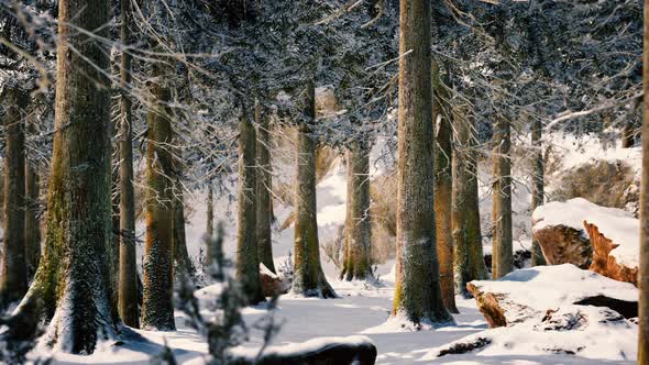 Winter Calm Forest at Sunny Day