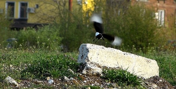 Common Magpie (Pica pica) 3