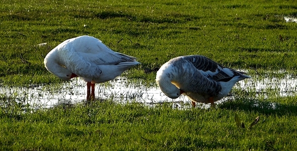 Domestic Geese 1