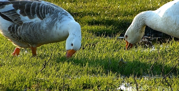 Domestic Geese 3