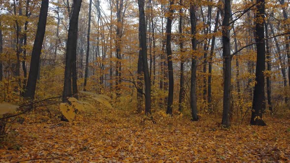 A walk in the autumn forest in the fog. Colorful leaves on falling trees.