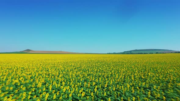 Aerial View: Flying Over a Blooming Sunflower Field