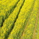 Canola Fiels 01  - VideoHive Item for Sale