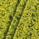 Canola Fiels 02 - VideoHive Item for Sale