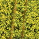 Canola Field 03 - VideoHive Item for Sale