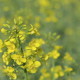 Canola Field 05 - VideoHive Item for Sale