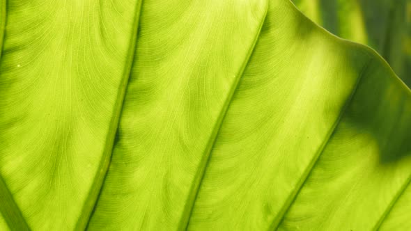 Alocasia odora plant leaves close-up 4K 2160p 30fps UltraHD footage -  Detailed  giant upright eleph