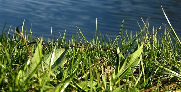 Grass and Water