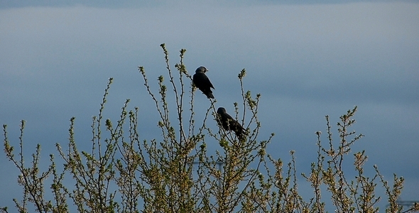 Jackdaw (Corvus Monedula)