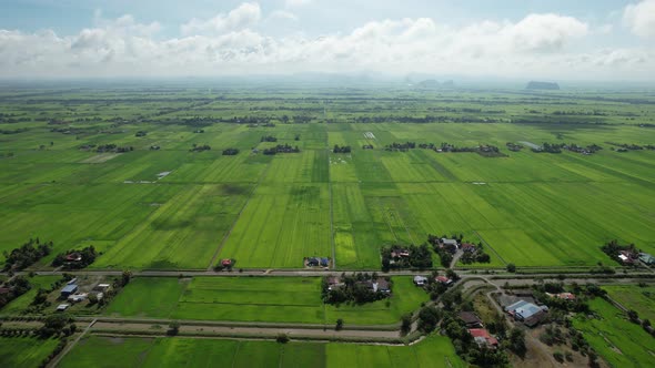 The Paddy Rice Fields of Kedah and Perlis, Malaysia