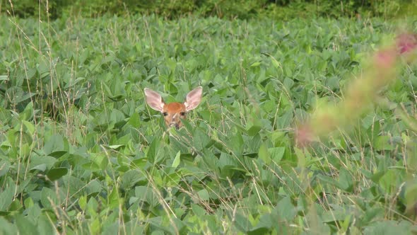 White tailed young deer feeding 