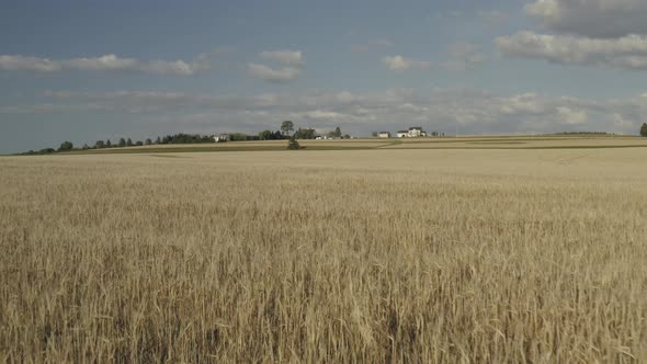 Field of wheat blowing in gently breeze, Forward Tracking Shot