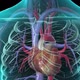 The vessels of the cardiovascular system are the heart, arteries, capillaries, and veins. - VideoHive Item for Sale