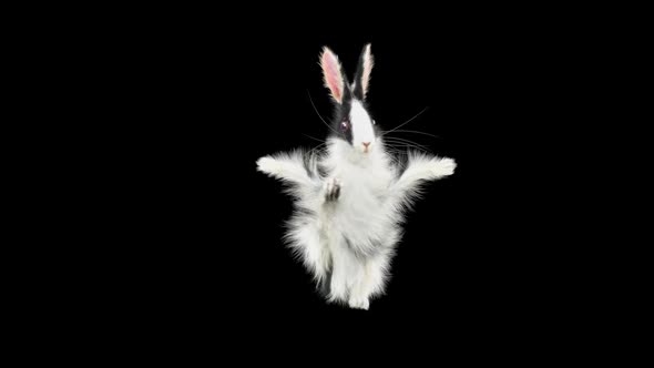 Rabbit Dancing HD