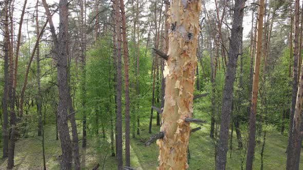 Summer Forest with Pine Trees Slow Motion