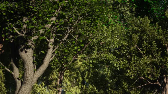 The Middle Of The Green Forest With Sunlight And Flying Butterflies