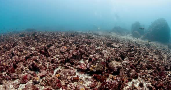 oceanbed diving at Galapagos Islands. Underwater diving chasing the ocean floor