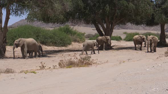 Herd of Elephants walking on the dry Hoanib Riverbed