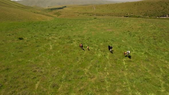 Herd of horses standing on hill slope