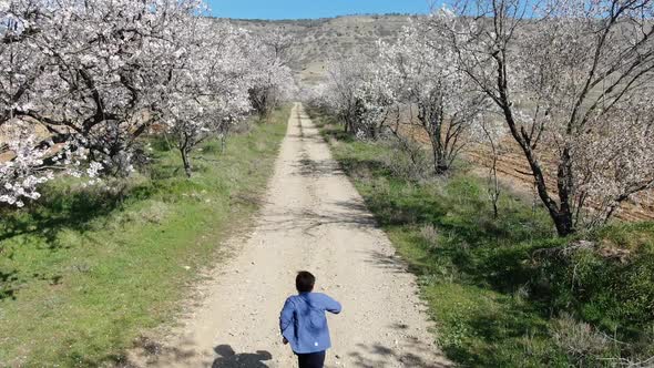 Country Road with Flowering Trees Along a Sunny Spring Morning