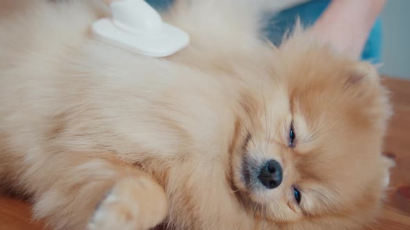 Obedient Pomeranian in the Grooming Salon