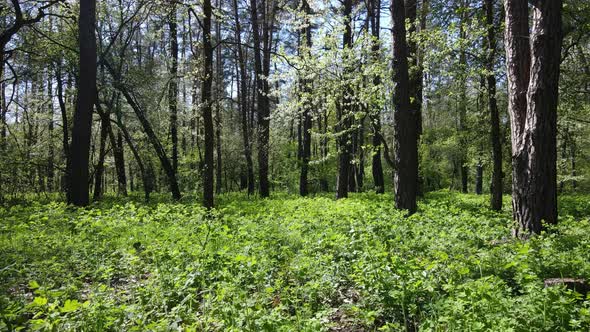 Green Forest During the Day Aerial View / Videohive