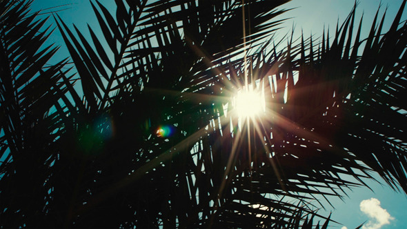 Sun Playing in Palm Leaves