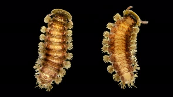 Adult Millipede Polyxenus Lagurus Under a Microscope, Belongs To the Class Diplopoda