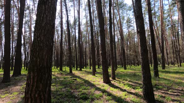 Walking Through the Forest with Pine Trees During the Day POV Slow Motion